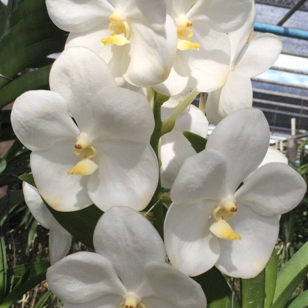 Vanda Nopporn White Diamond '717'