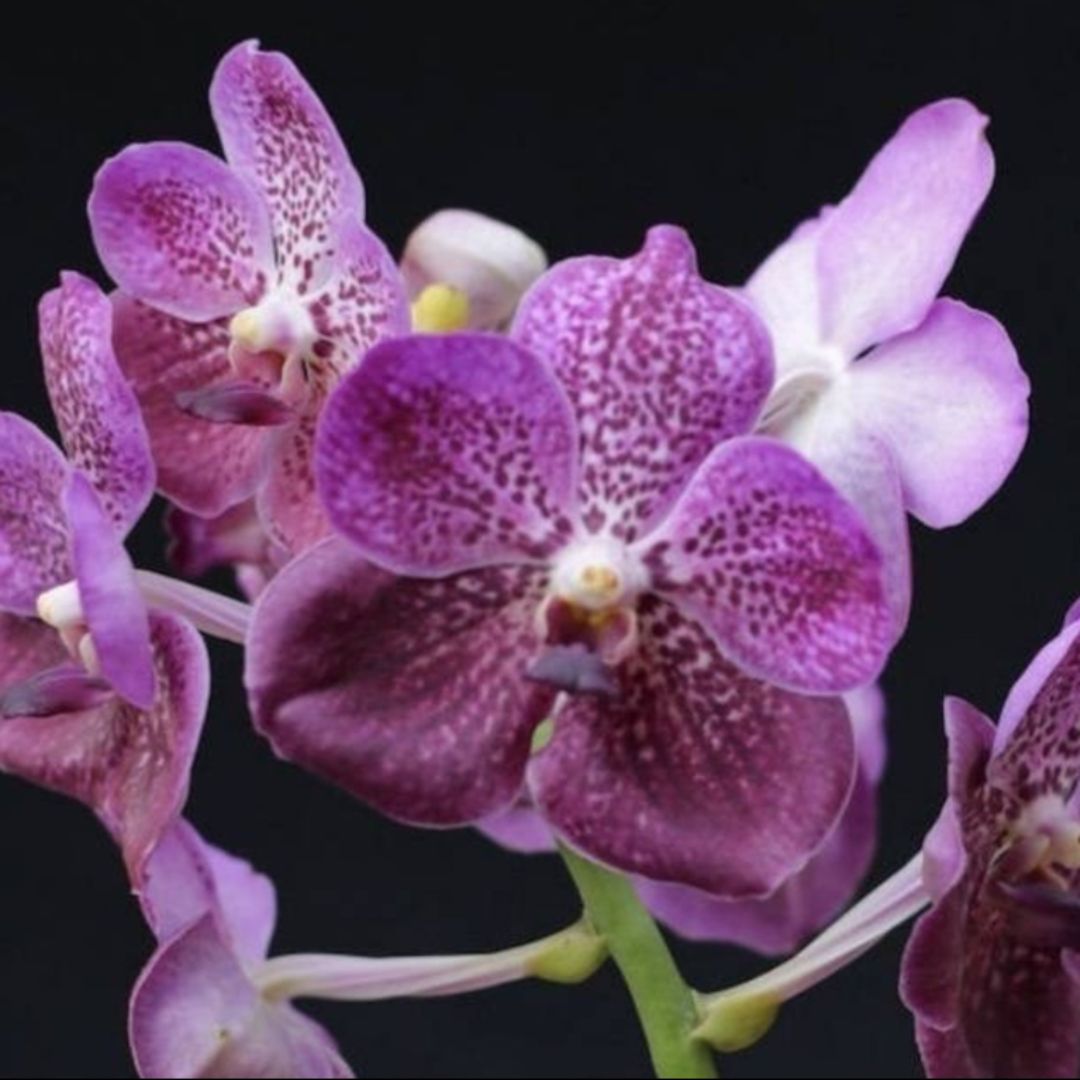 Vanda Kultana Violet