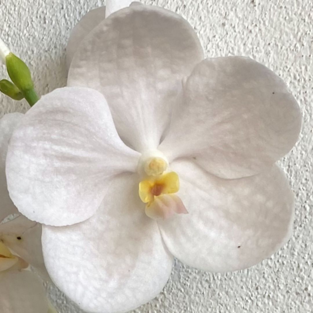 Vanda Pakchong White
