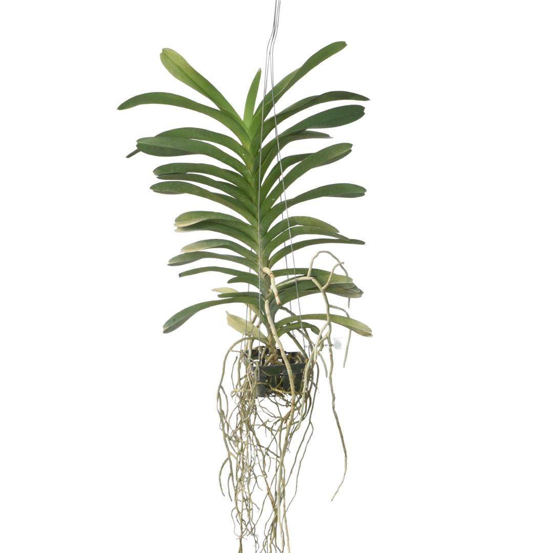 Vanda Pakchong White