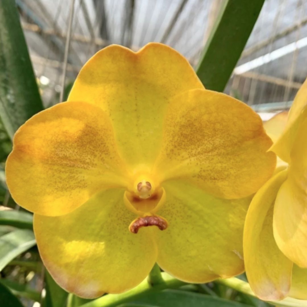 Vanda Nopporn Gold '117'