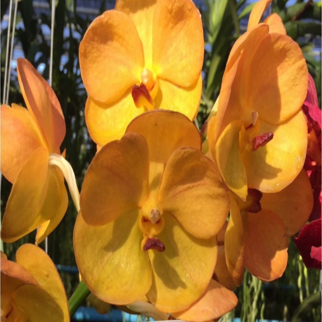 Vanda Nopporn Orange