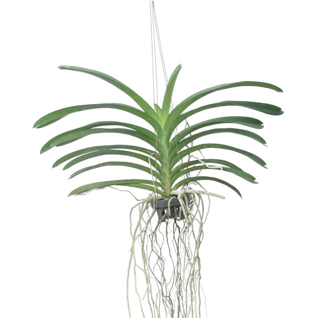Vanda Nopporn Orange