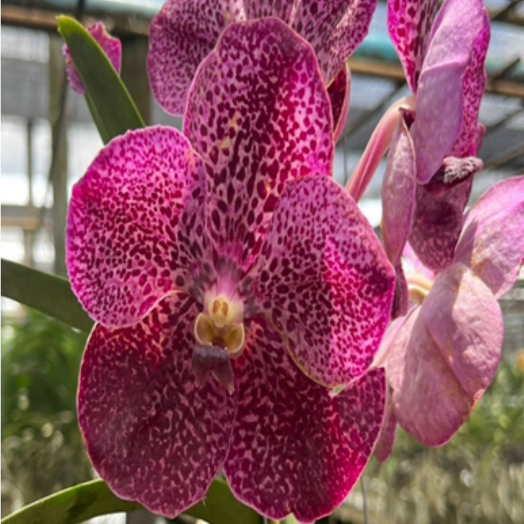 Vanda Bitz Hearthop x Kasem Delight