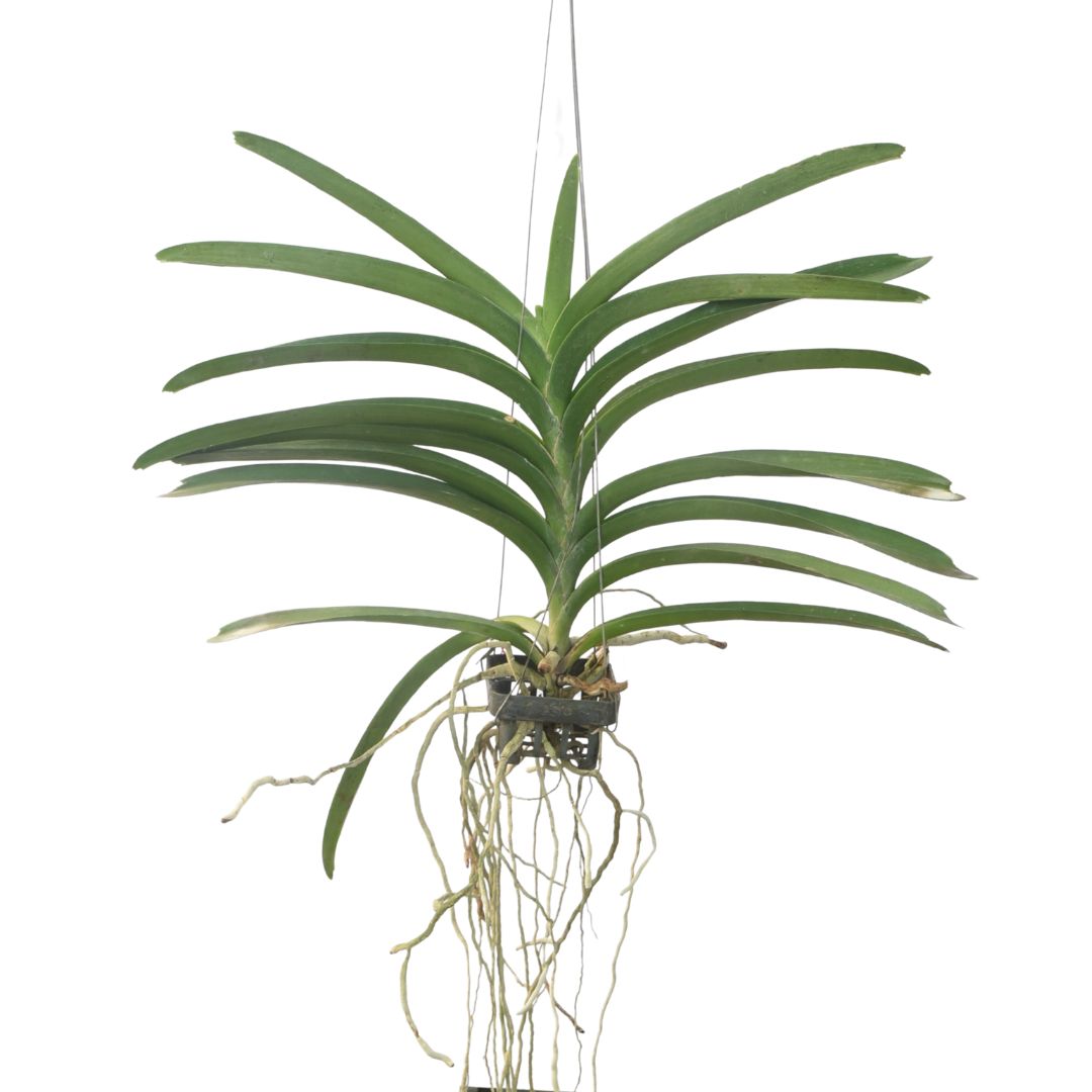 Vanda Bitz Hearthop x Kasem Delight