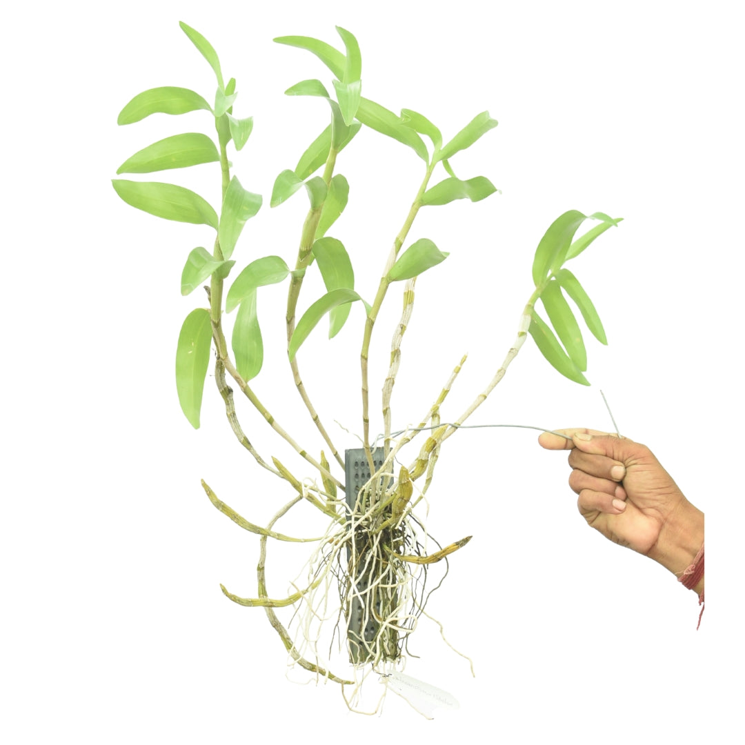 Dendrobium friedericksianum x signatum