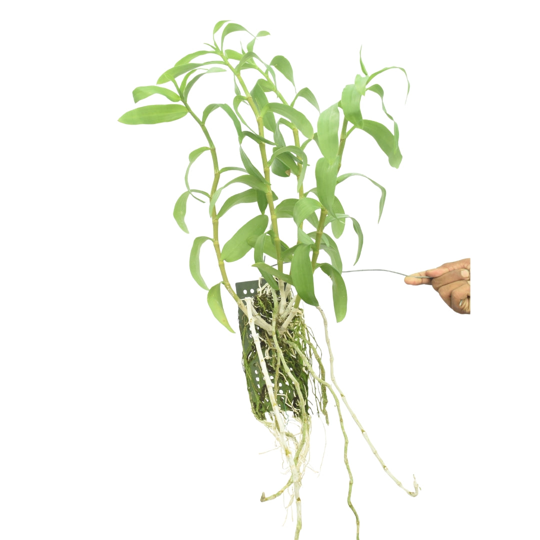 Dendrobium Nestor White x parishii 'Damrong Star'