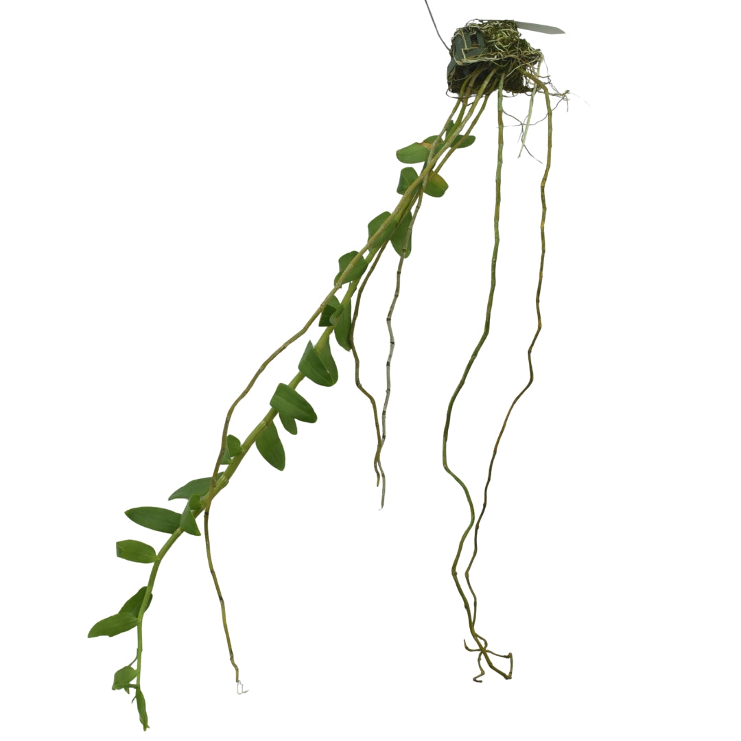 Dendrobium anosmum semi alba x Nestor Alba