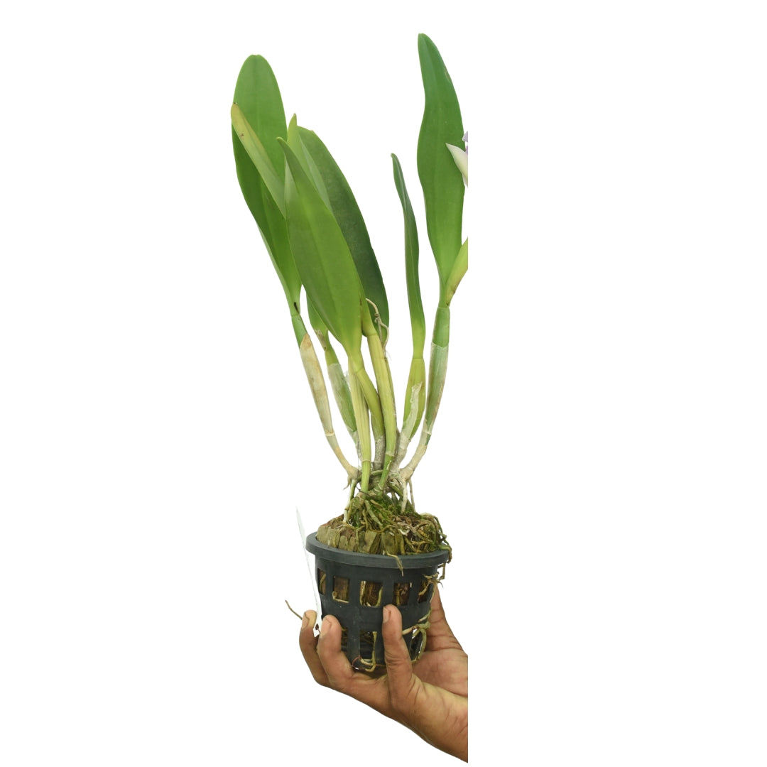 Cattleya Anna x Mari's Song Hybrid