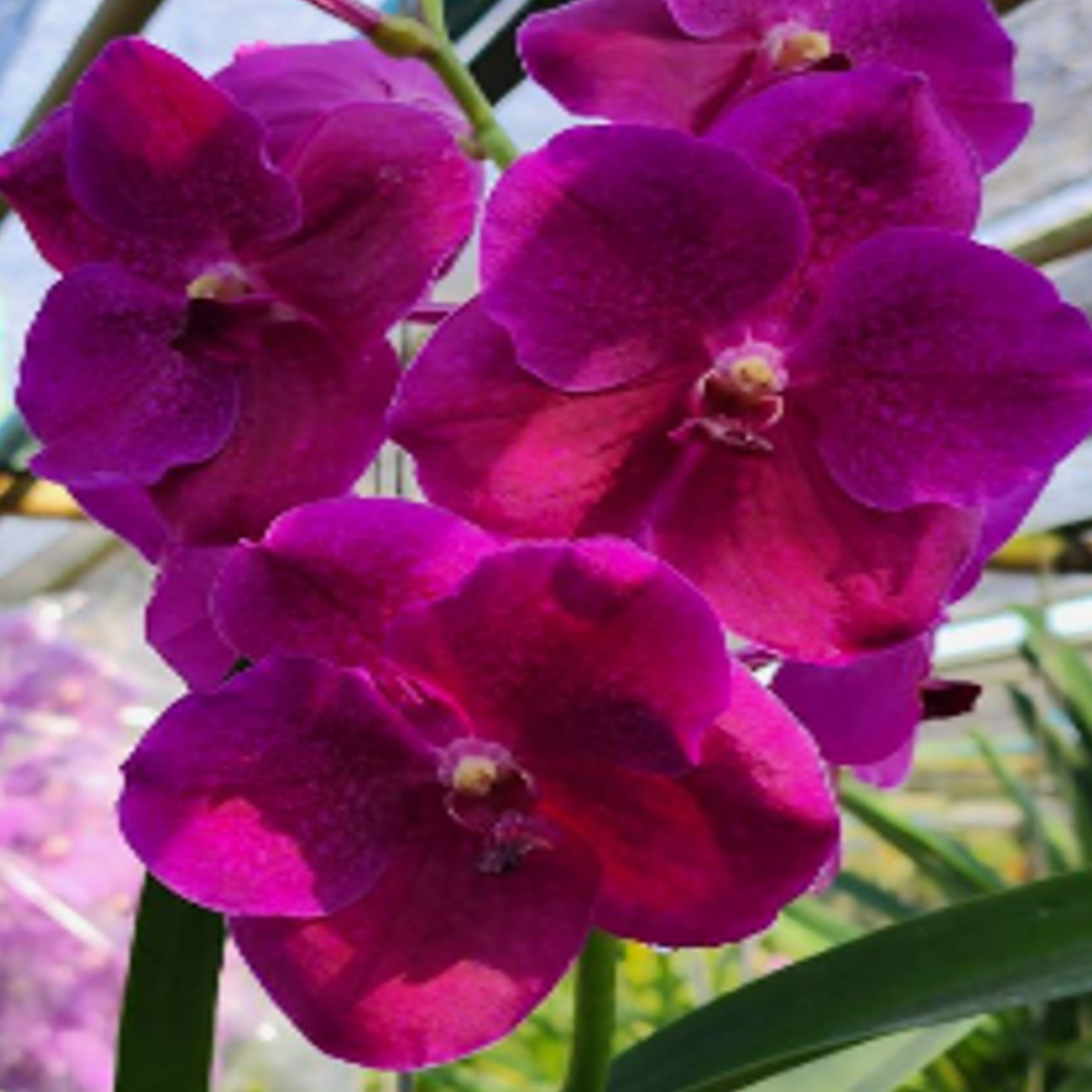 Vanda Boonserm Delight Pink