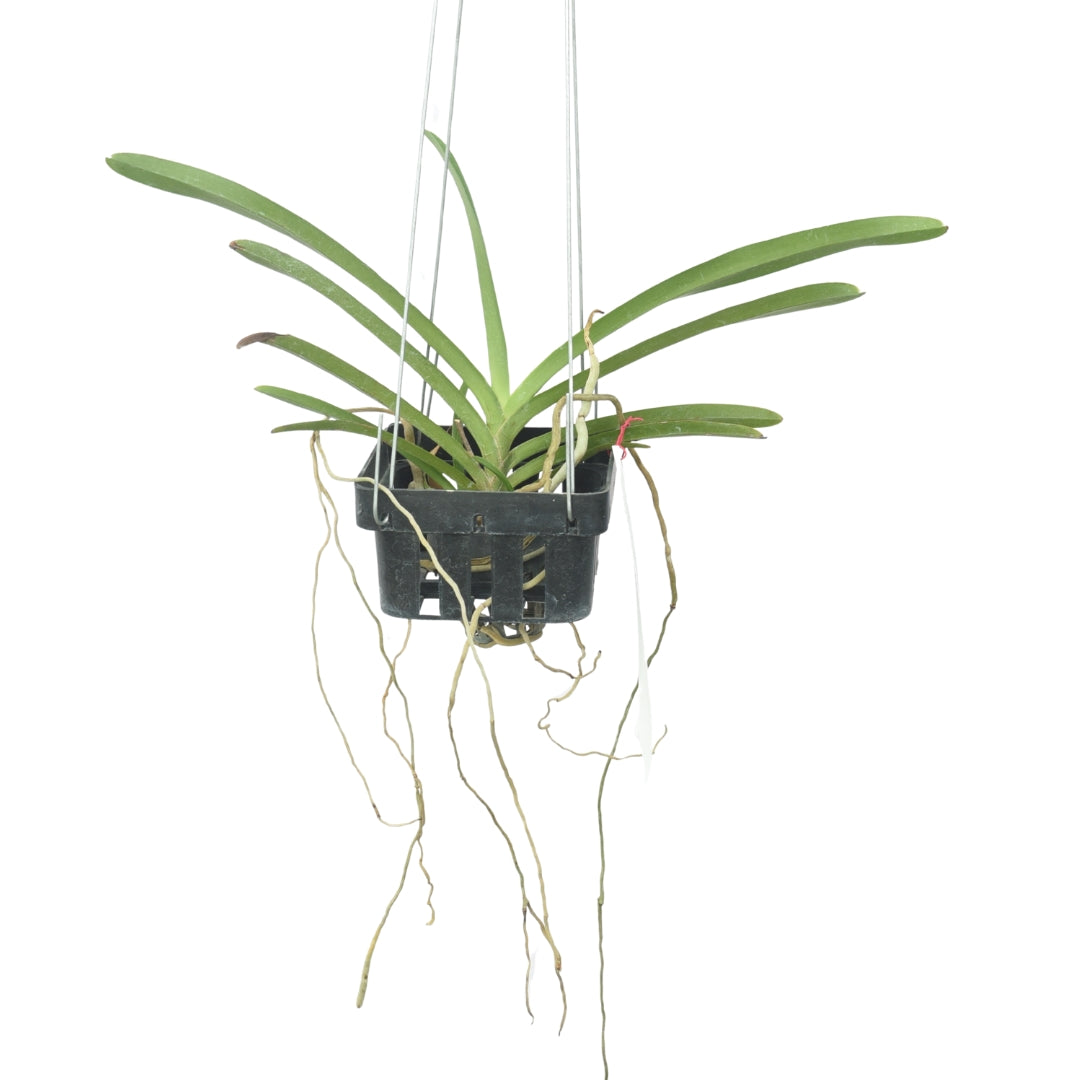 Staurochilus gibbosicalcar x Ascocentrum miniatum