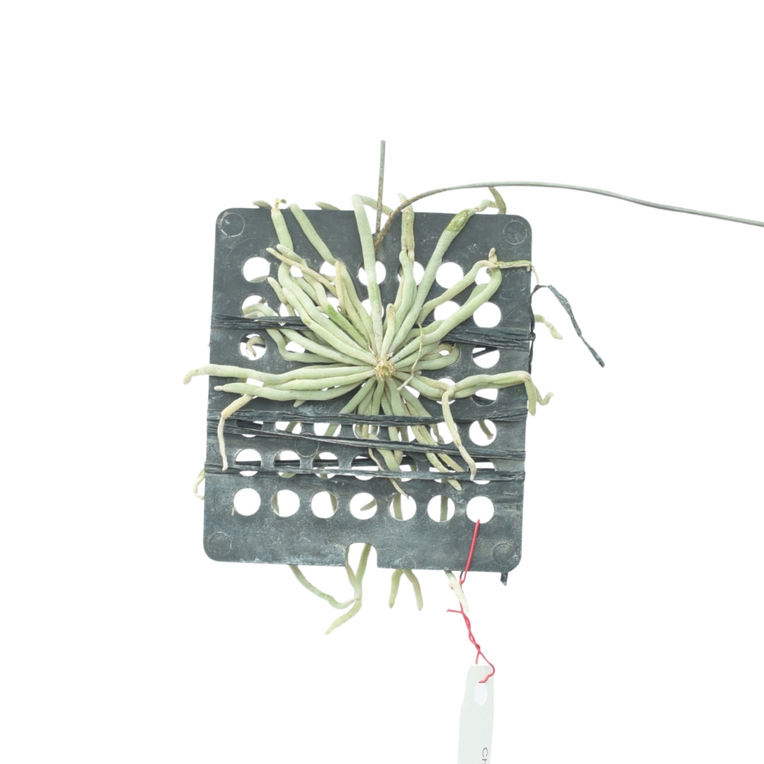 Chiloschista nakornpanomensis