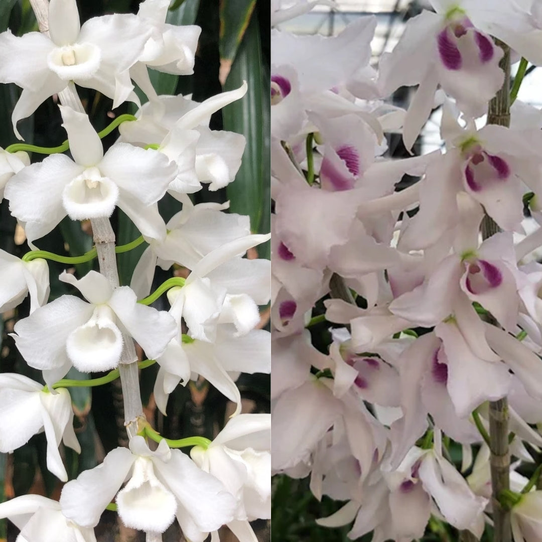 Dendrobium anosmum 'alba' x anosmum 'Pink Taiwan'