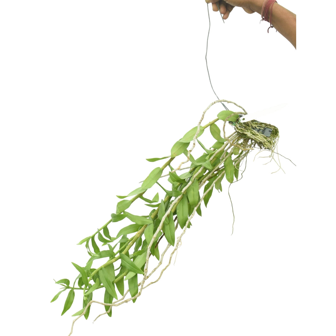 Dendrobium anosmum 'alba' x anosmum 'Pink Taiwan'