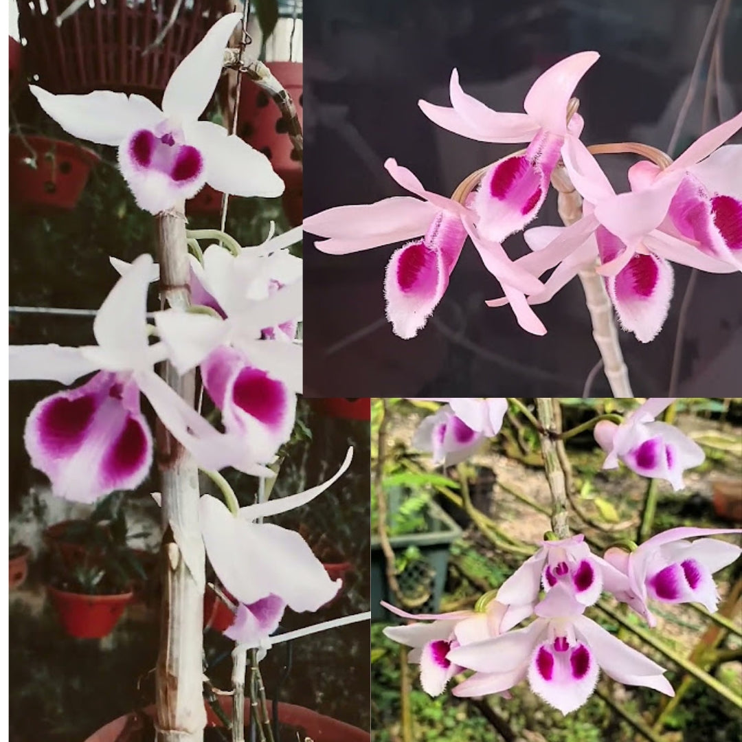 Dendrobium anosmum 'Laos' x anosmum 'Jairak'