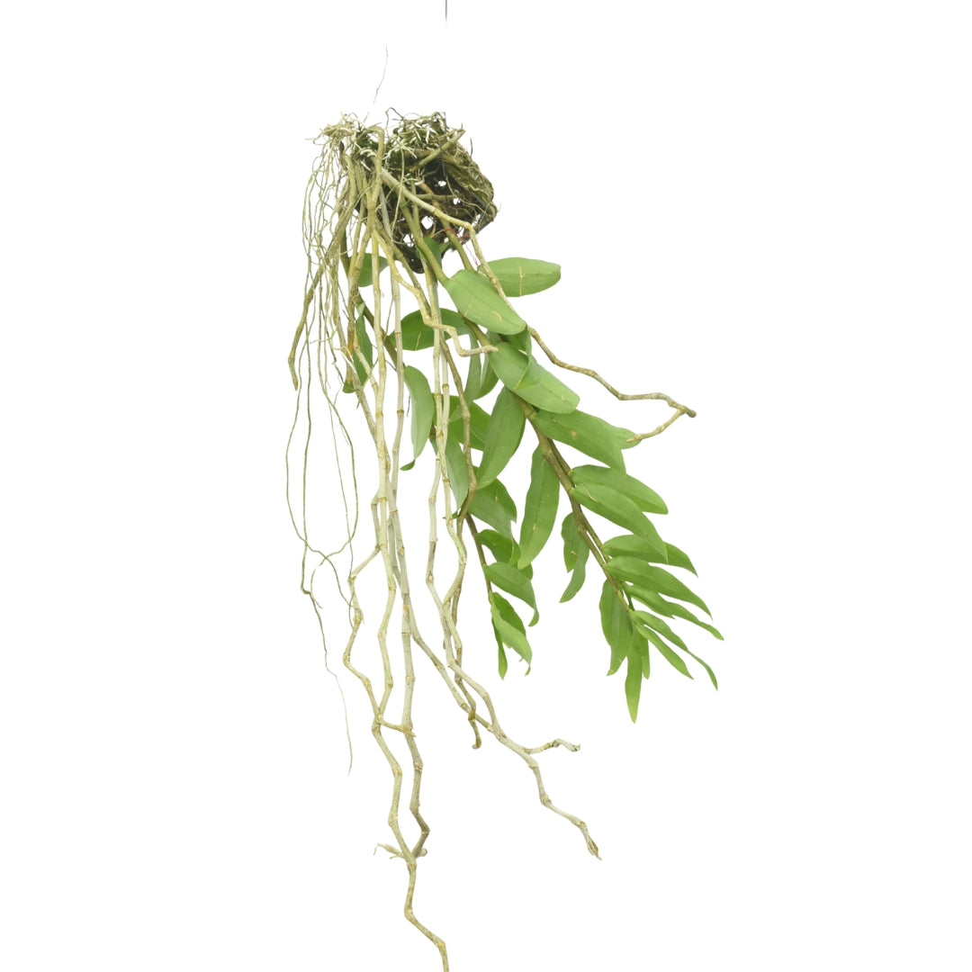 Dendrobium anosmum 'Laos' x anosmum 'Jairak'