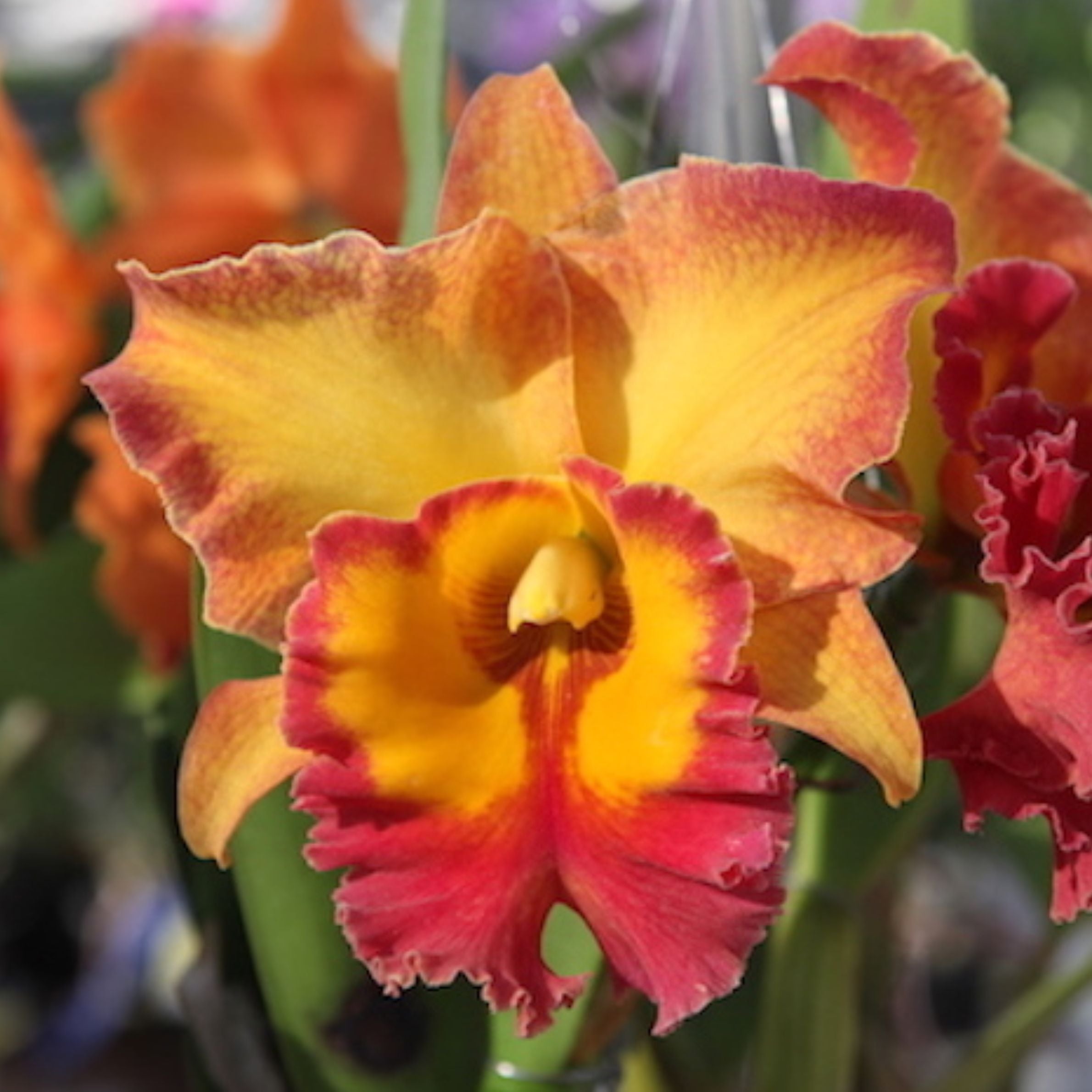 Brassolaeliocattleya Chomthong Fancy