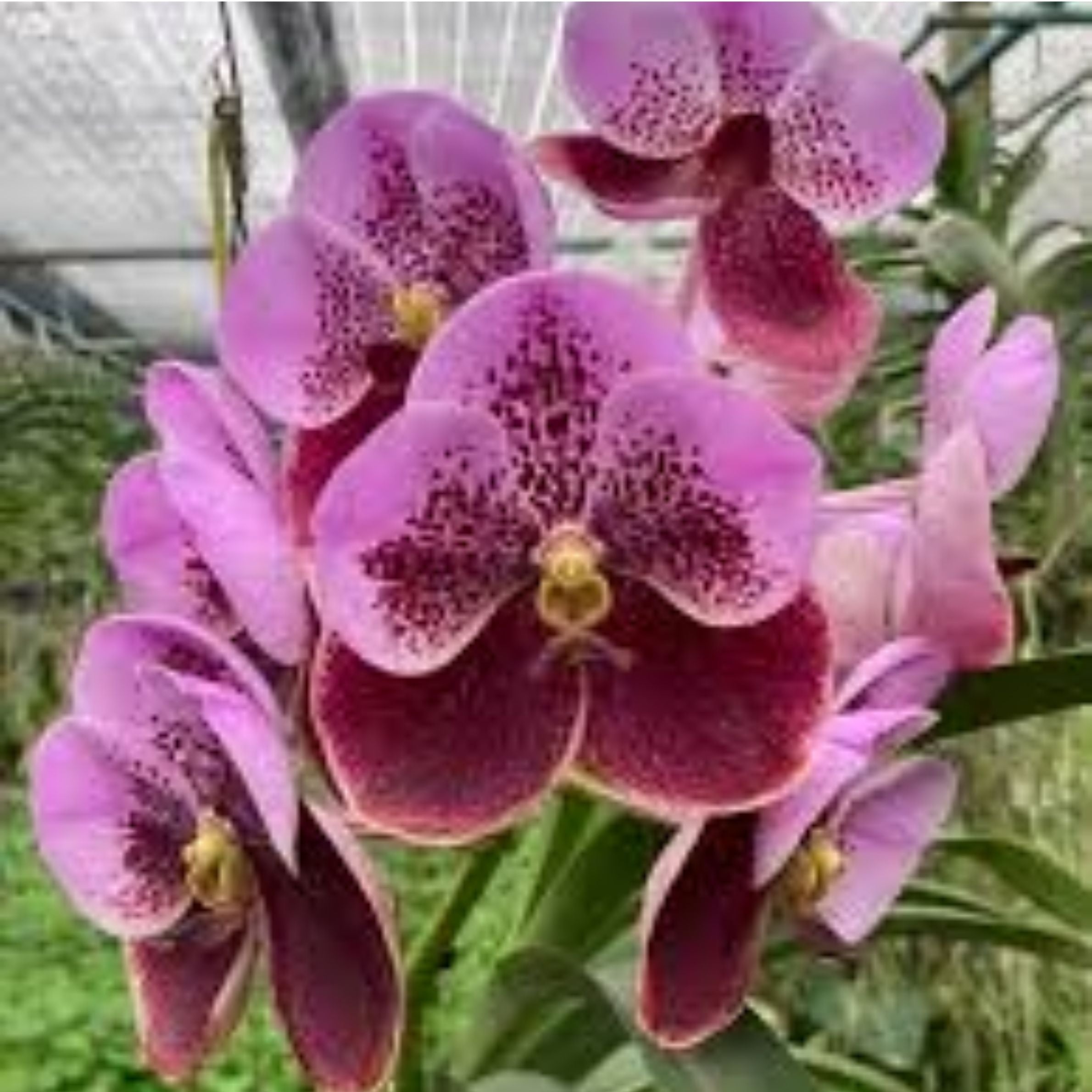 Vanda Thonglor x Taveesuksa