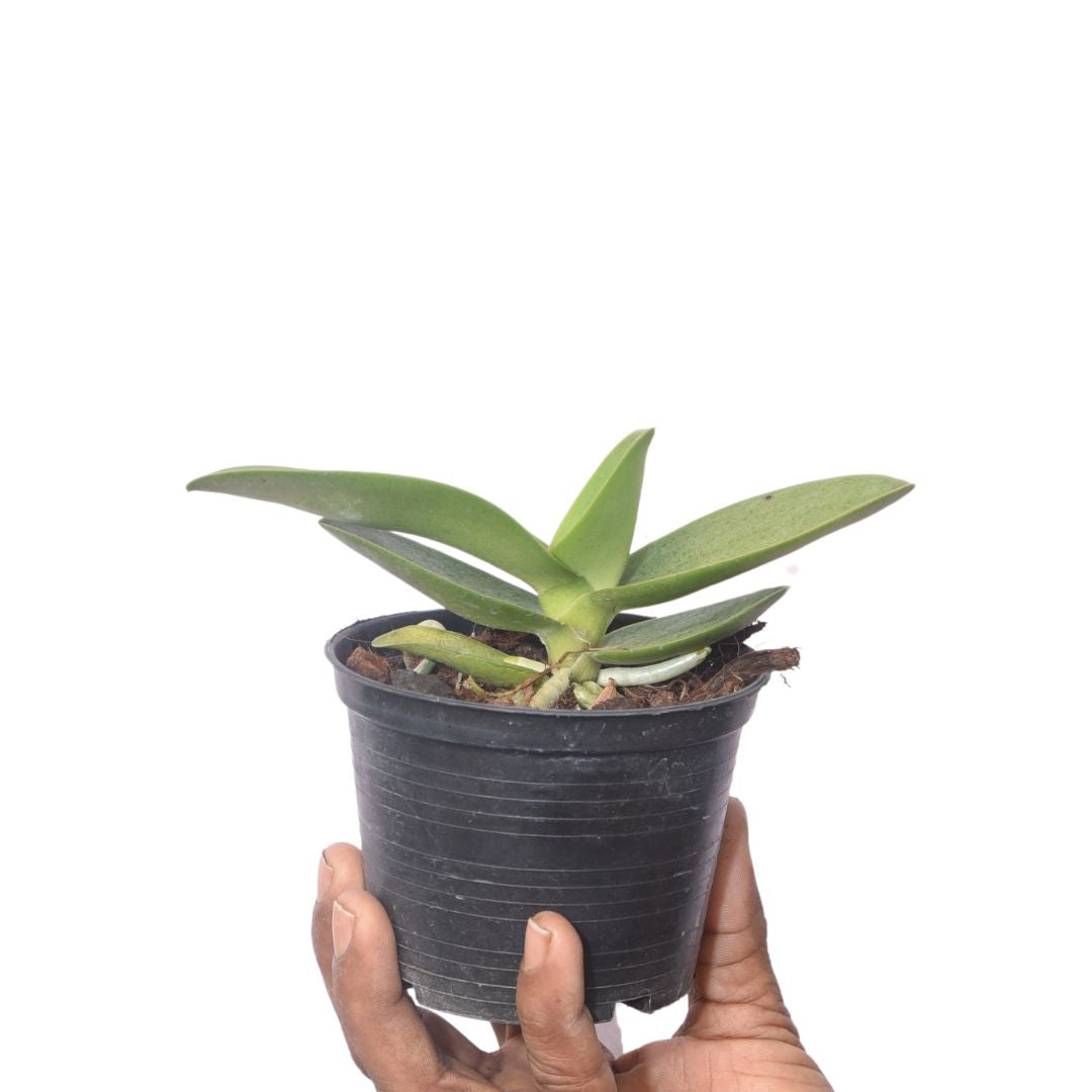 Phalaenopsis (Doritis) Pink Splash Yellow