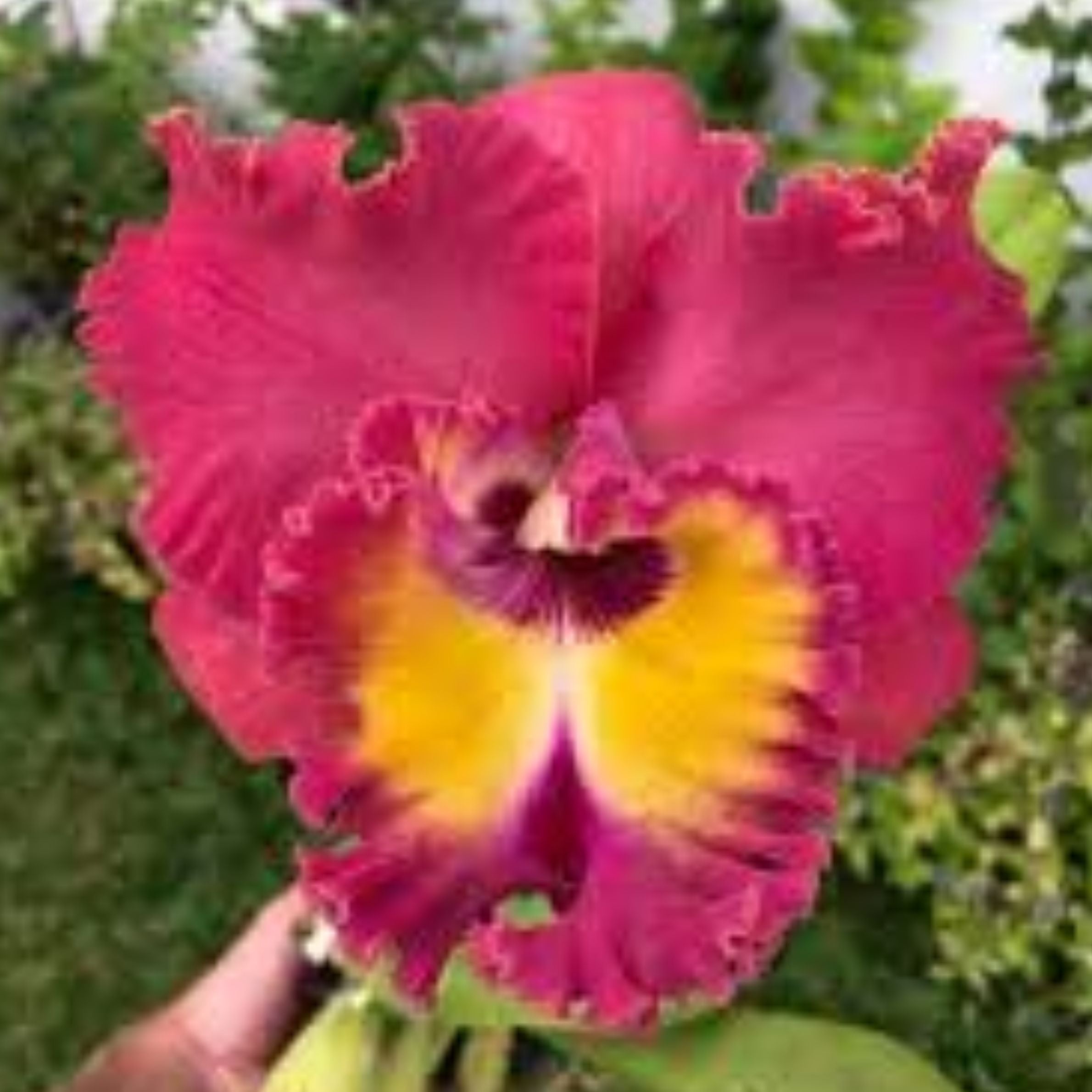 Brassolaeliocattleya Chaweewan Sunset