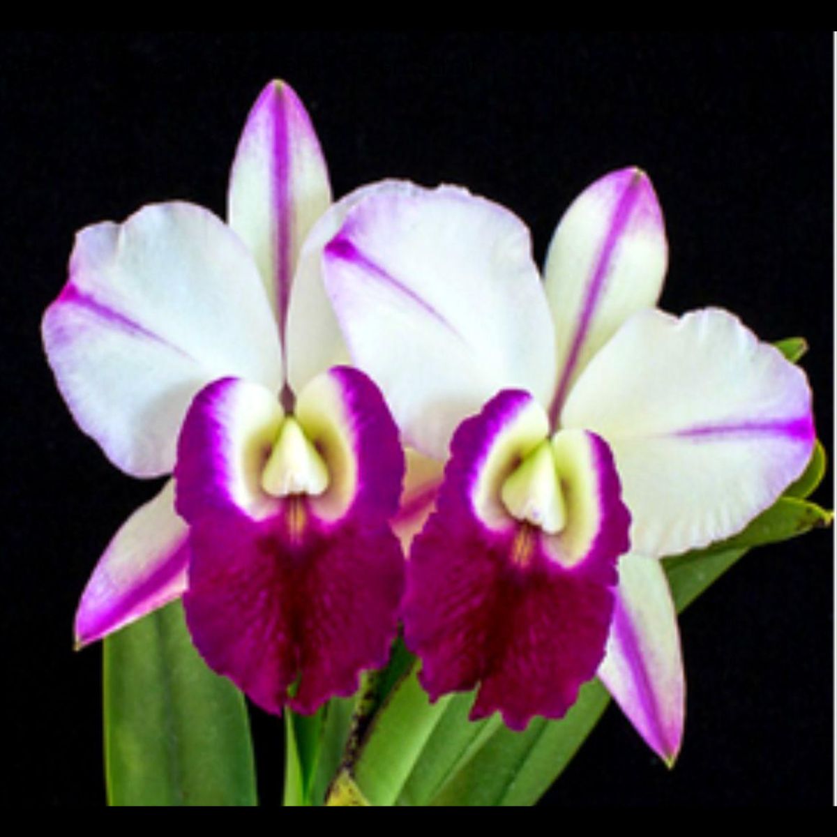 Close-up of a stunning Cattleya LC Mem. Robert Strait orchid in full bloom, showcasing its vibrant petals and exquisite form in a mesmerizing display of natural beauty