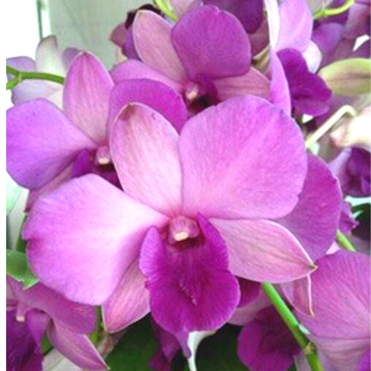 Dendrobium Blue Planet orchid in full bloom