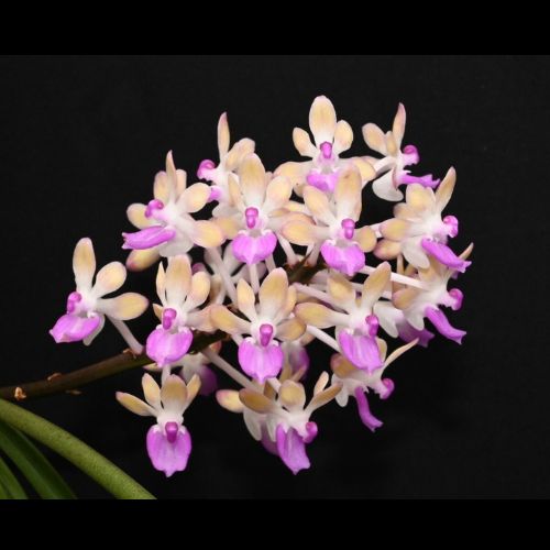 Seidenfadenia Mitrata Yellow orchid in full bloom, showcasing its beautiful yellow flowers