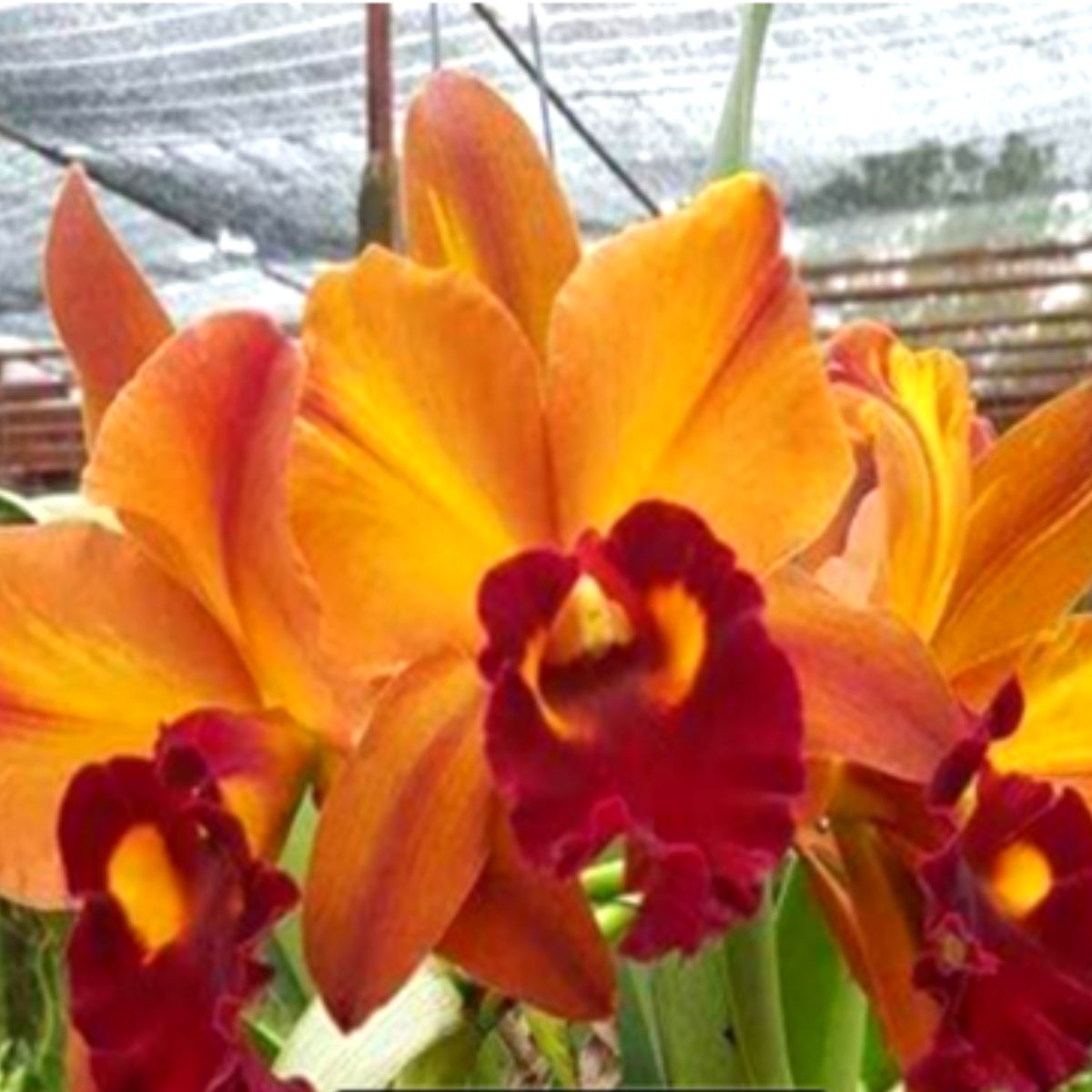 RLC Yingluck Smile Brownie Orchid Flower - Heavenly Delights Infused with Exotic Orchid Essence