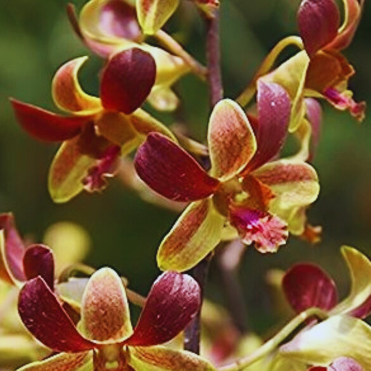 Dendrobium Jairak Mini Orchid Flower - Delicate and Charming Beauty