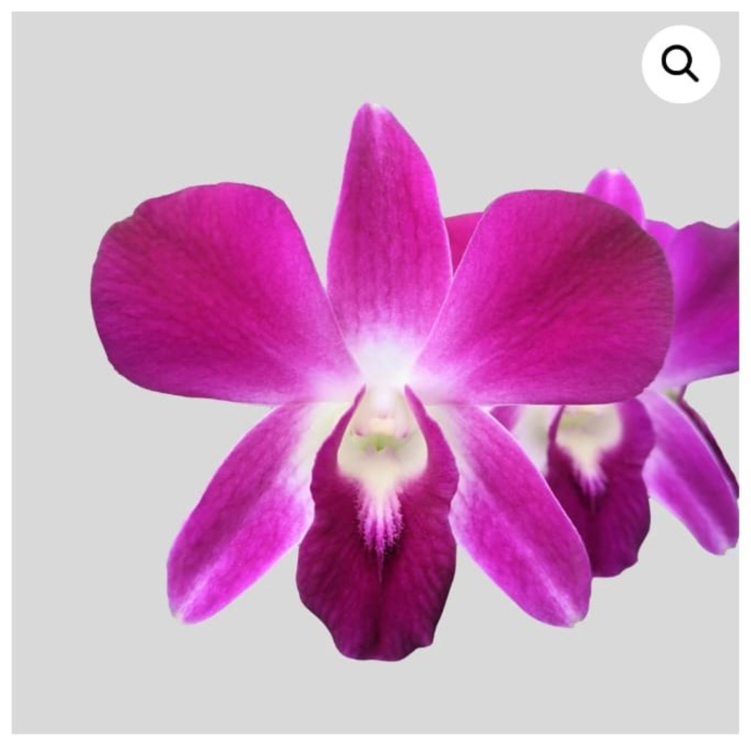 Dendrobium Daeng Udom