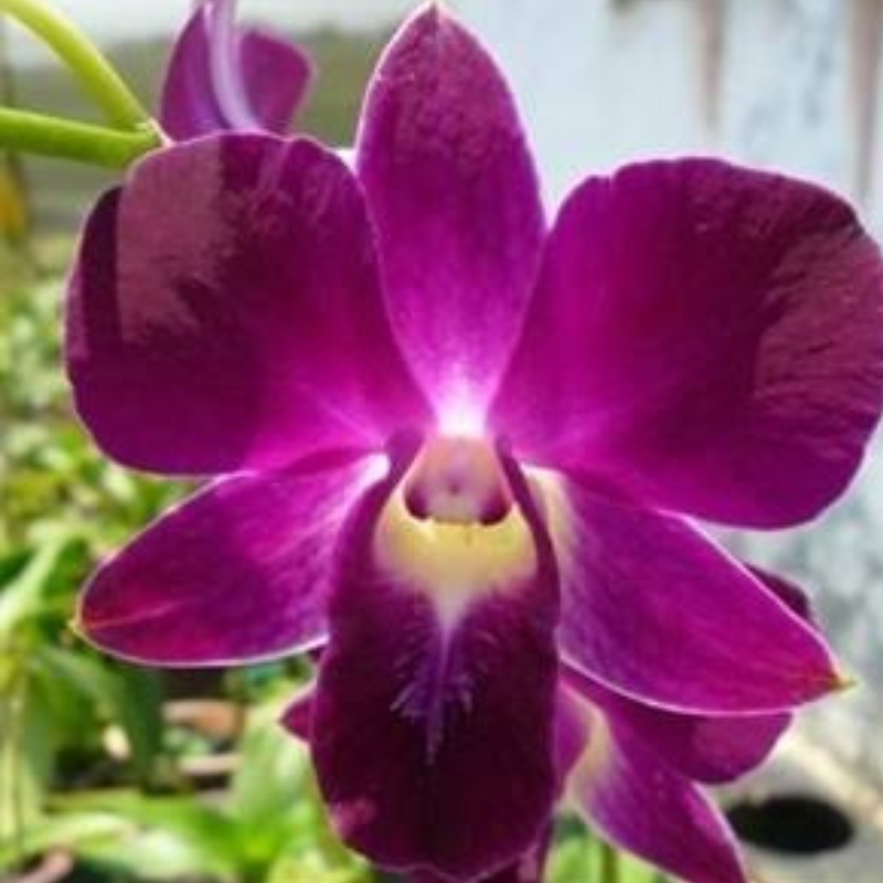 Dendrobium Burana Red Ruby