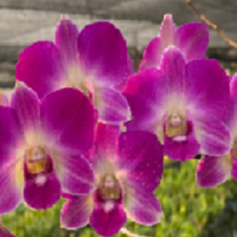 Dendrobium Burana Pearl Pink