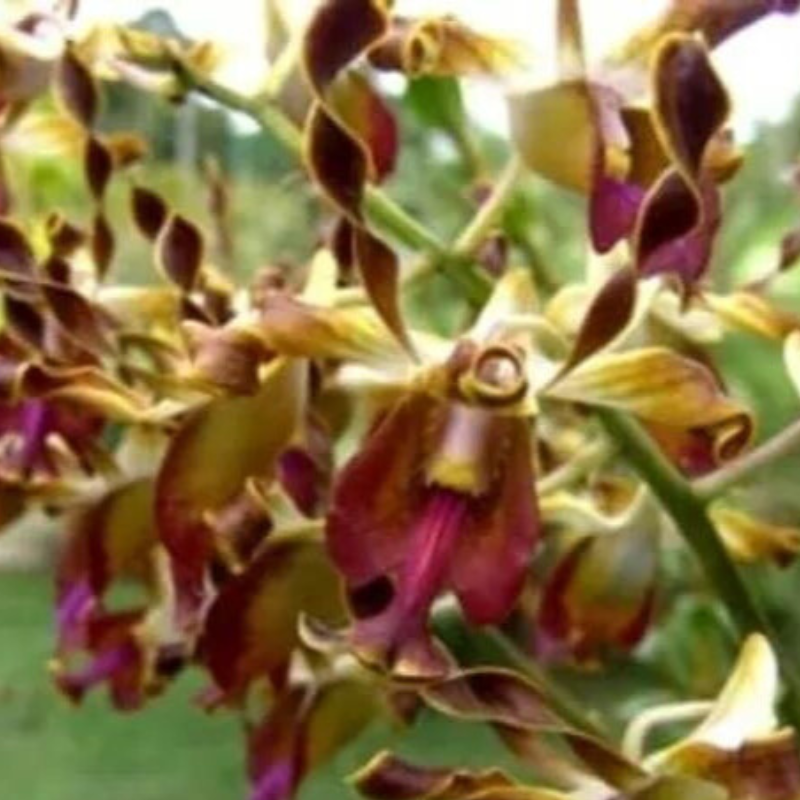 Dendrobium Gold Flush Lasianthera