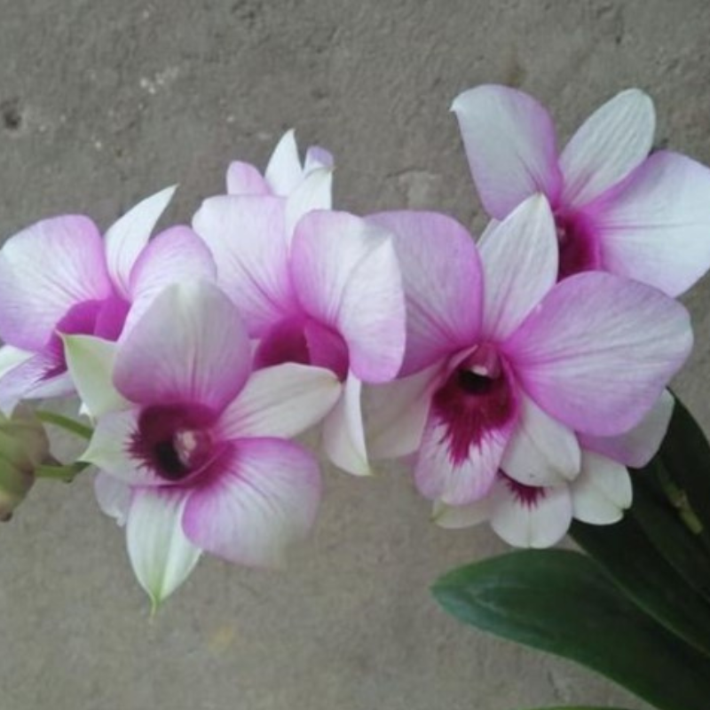 Dendrobium Ceasar Warawan X Apichart Rainbow