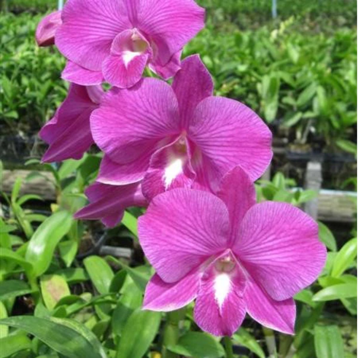 Dendrobium Areedang Green x Burana Stripe Orchid - Unique Green and White Striped Blooms