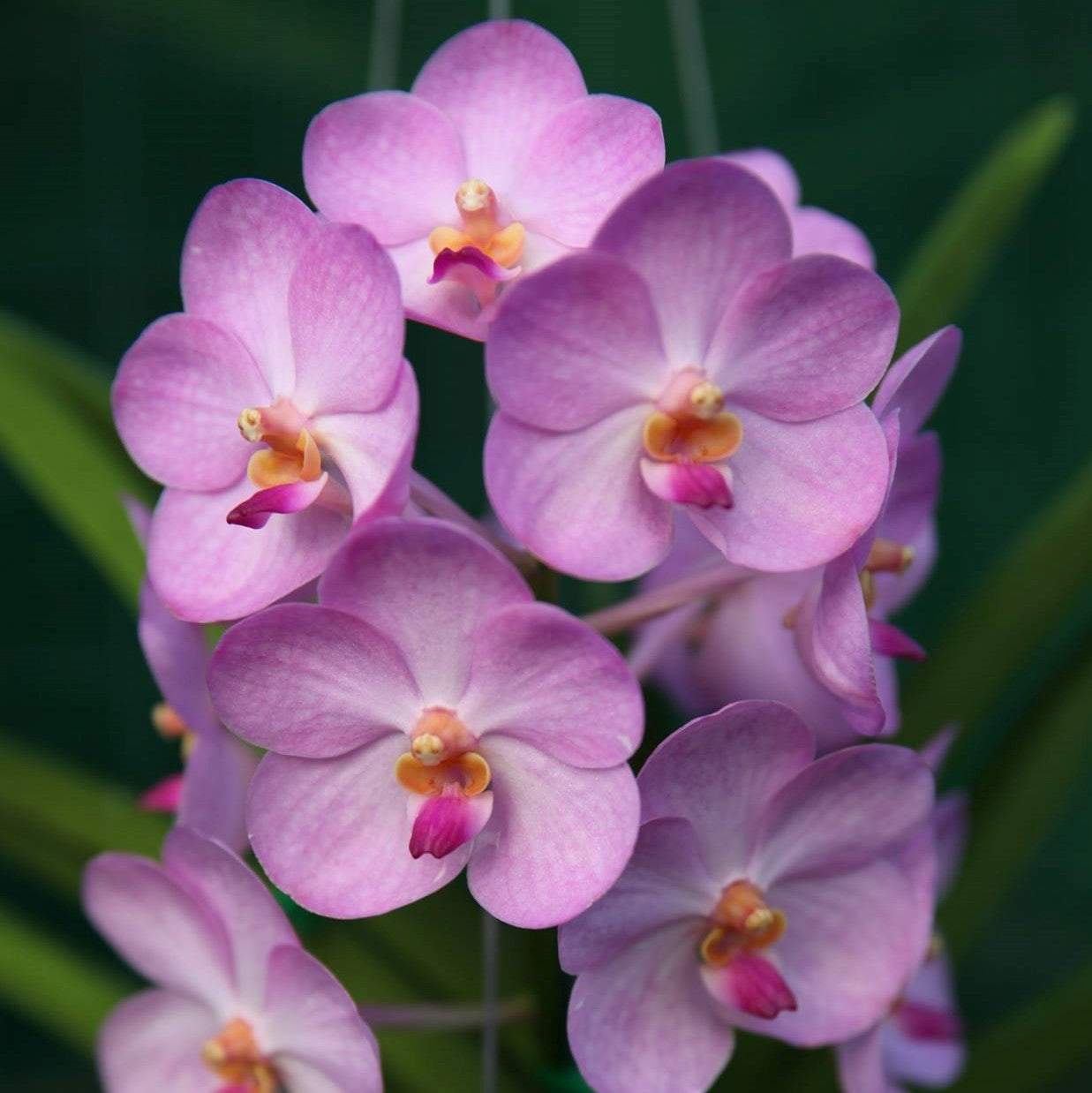 Little Vanda