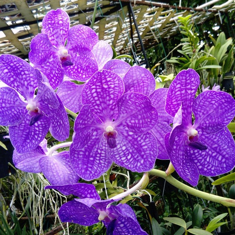 Vanda Preecha Blue