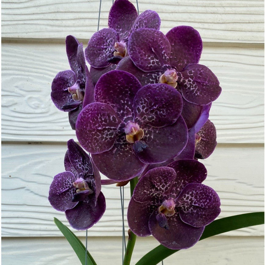 Vanda Gordon Dillon x Kulwadee Fragrant