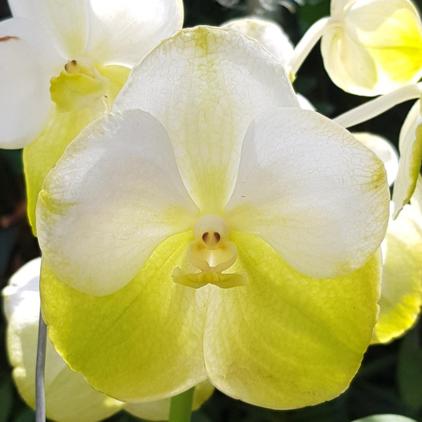 Vanda Ranu Gold x Noppron Gold