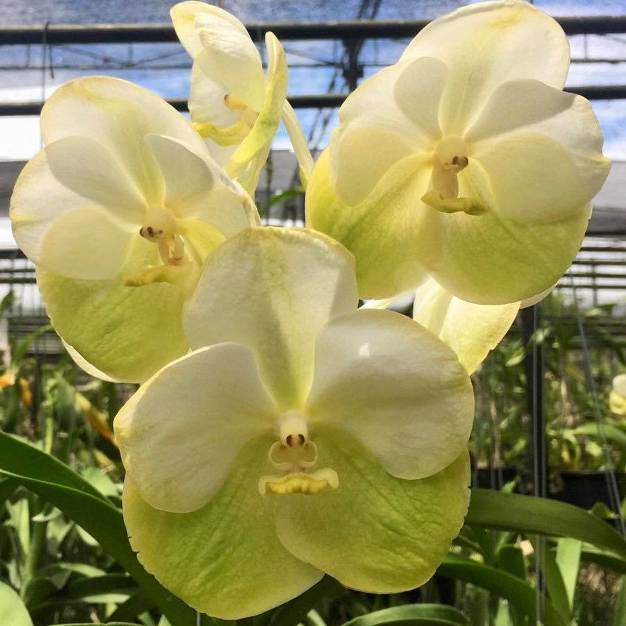 Vanda Rasri Gold x Pranium Phai