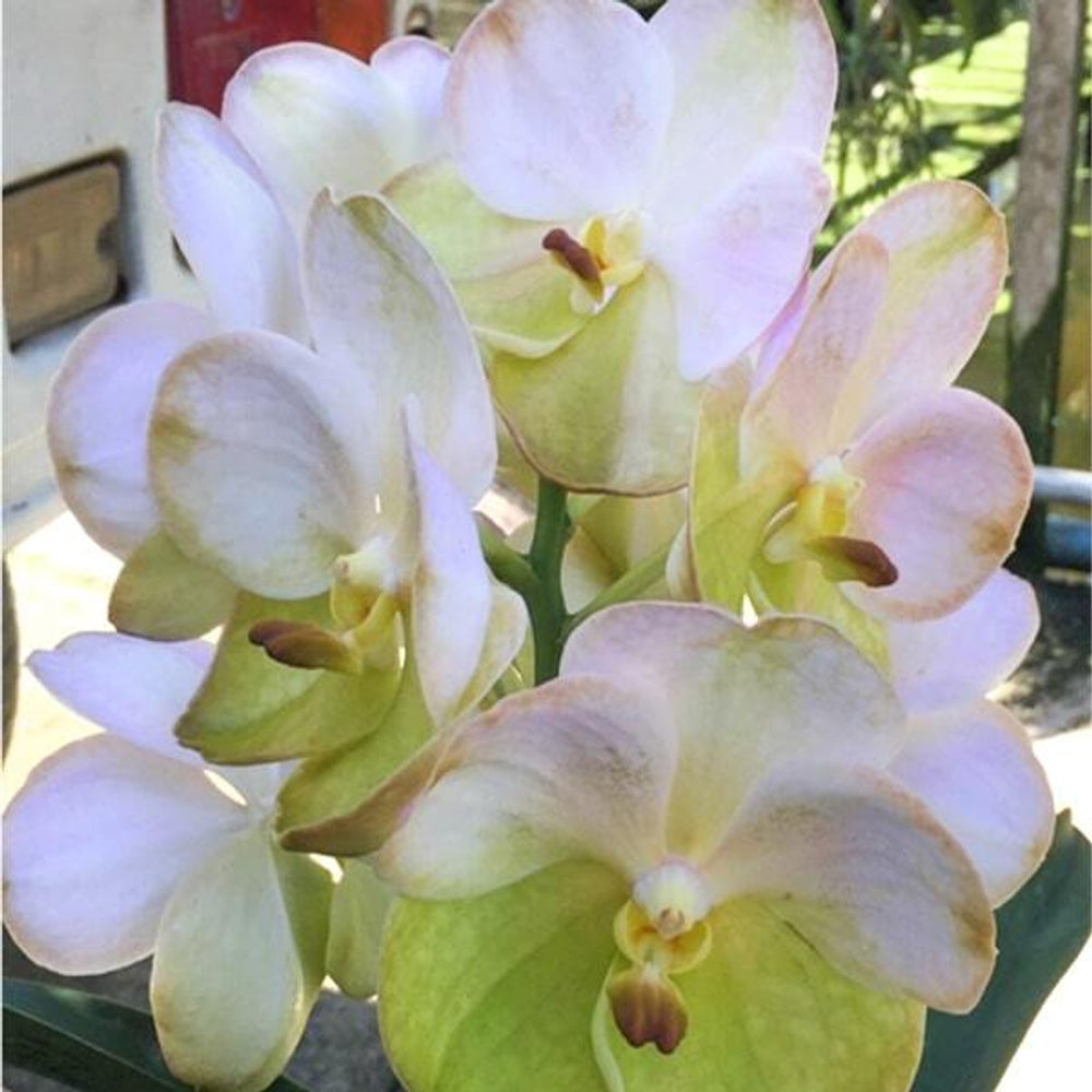 Vanda Yellow Butterfly '572'
