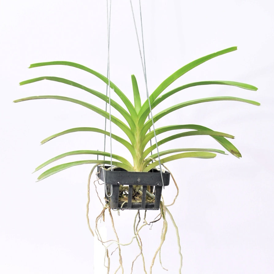 Vanda coerulea orchid plant with healthy aerial roots, strap shaped foliage, and vigorous tropical growth suitable for hanging orchid baskets, greenhouse orchid collections, Orchid Plants Online India, exotic Vanda species cultivation, and premium live orchid plants for collectors in India.