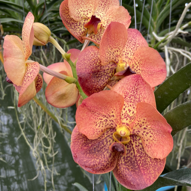 Vanda Fuchs Harvest Moon x Dhongchai Pulaswat