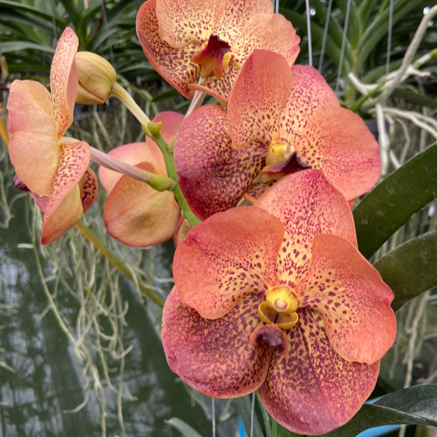 Vanda Fuchs Harvest Moon x Dhongchai Pusavat