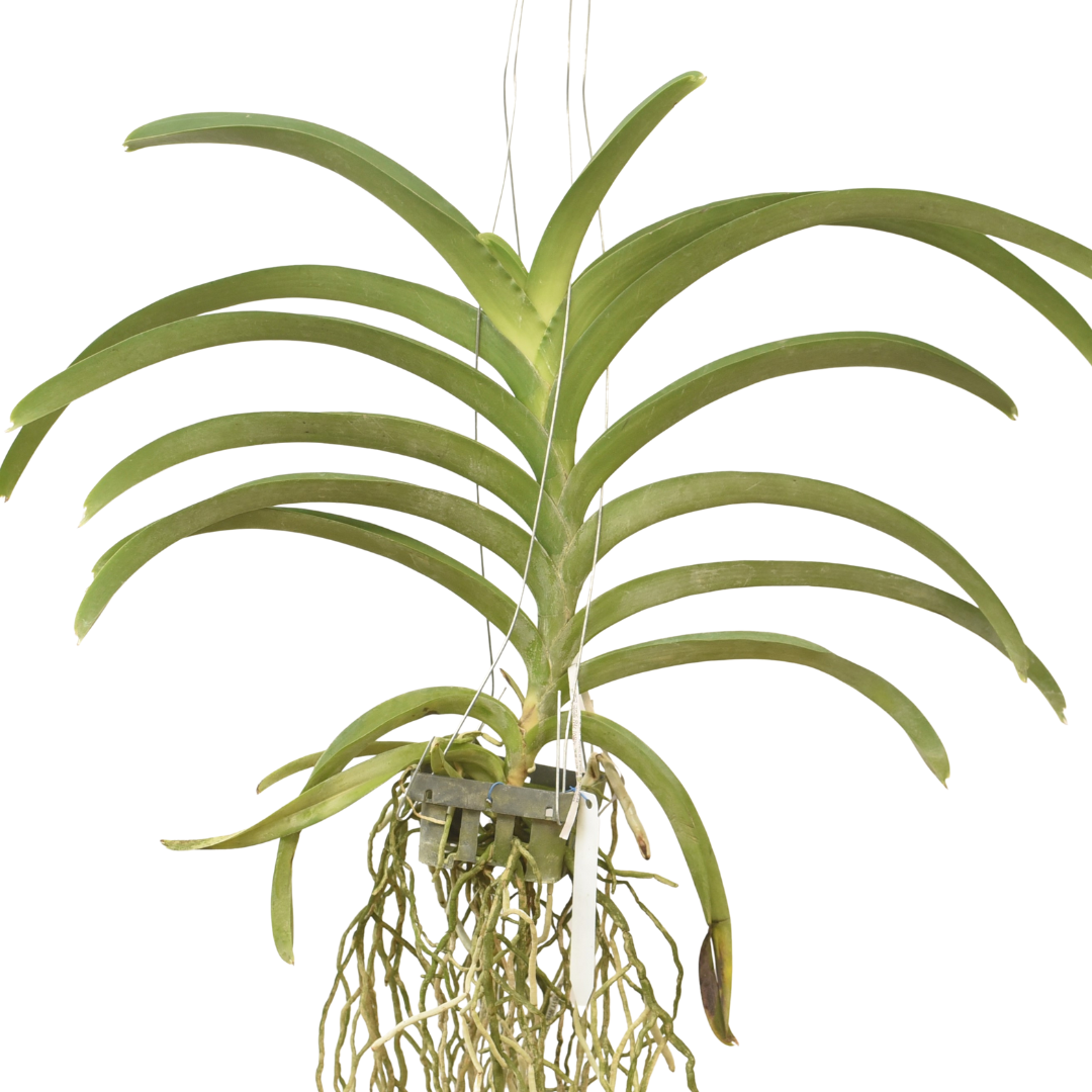 Vanda Nakorn Sawan Bell x Muangthong orchid plant with long strap leaves and thick aerial roots growing in open hanging setup, healthy Vanda orchid suited for Indian climate, ideal for balcony garden and indoor plant display
