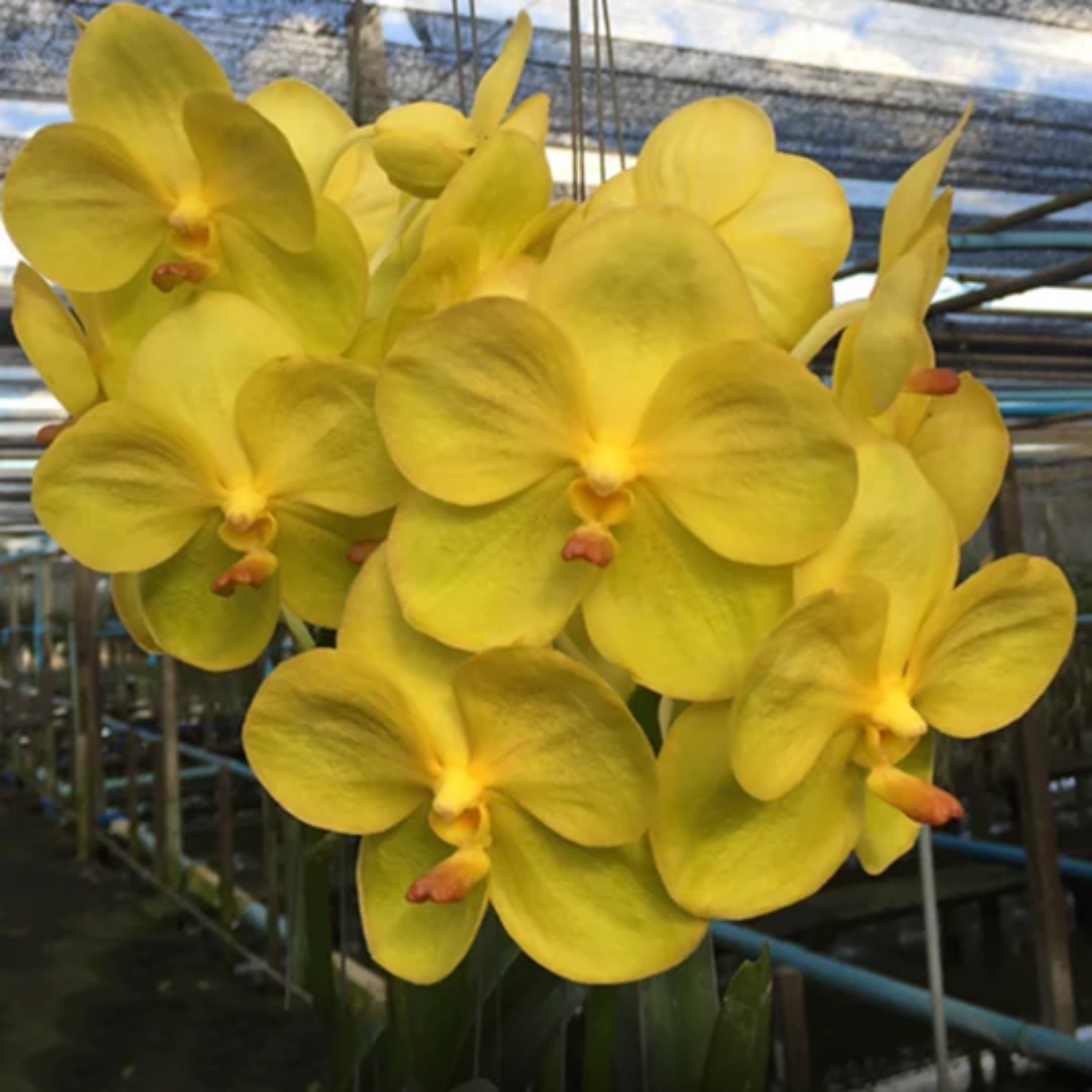 Vanda Nopporn Gold orchid bloom displaying radiant golden yellow petals with a smooth finish and rounded form, bright tropical flower ideal for orchid display in India