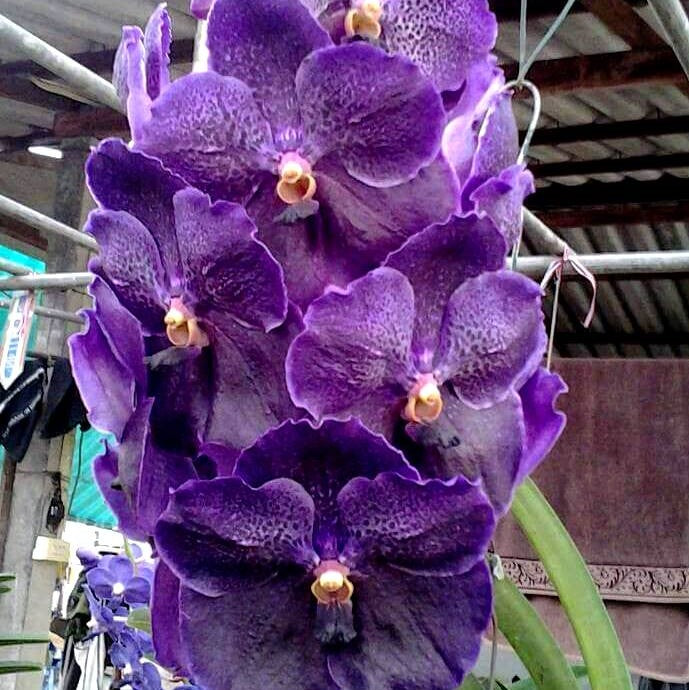 Vanda Pure's Wax Blue orchid flower with large waxy violet-blue blooms, exotic Vanda orchid variety