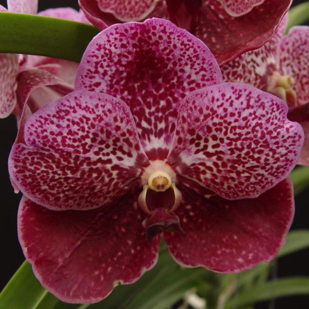 Vanda Robert's Delight Red Berry orchid flower with vibrant red and berry-coloured blooms, exotic Vanda orchid variety online in India