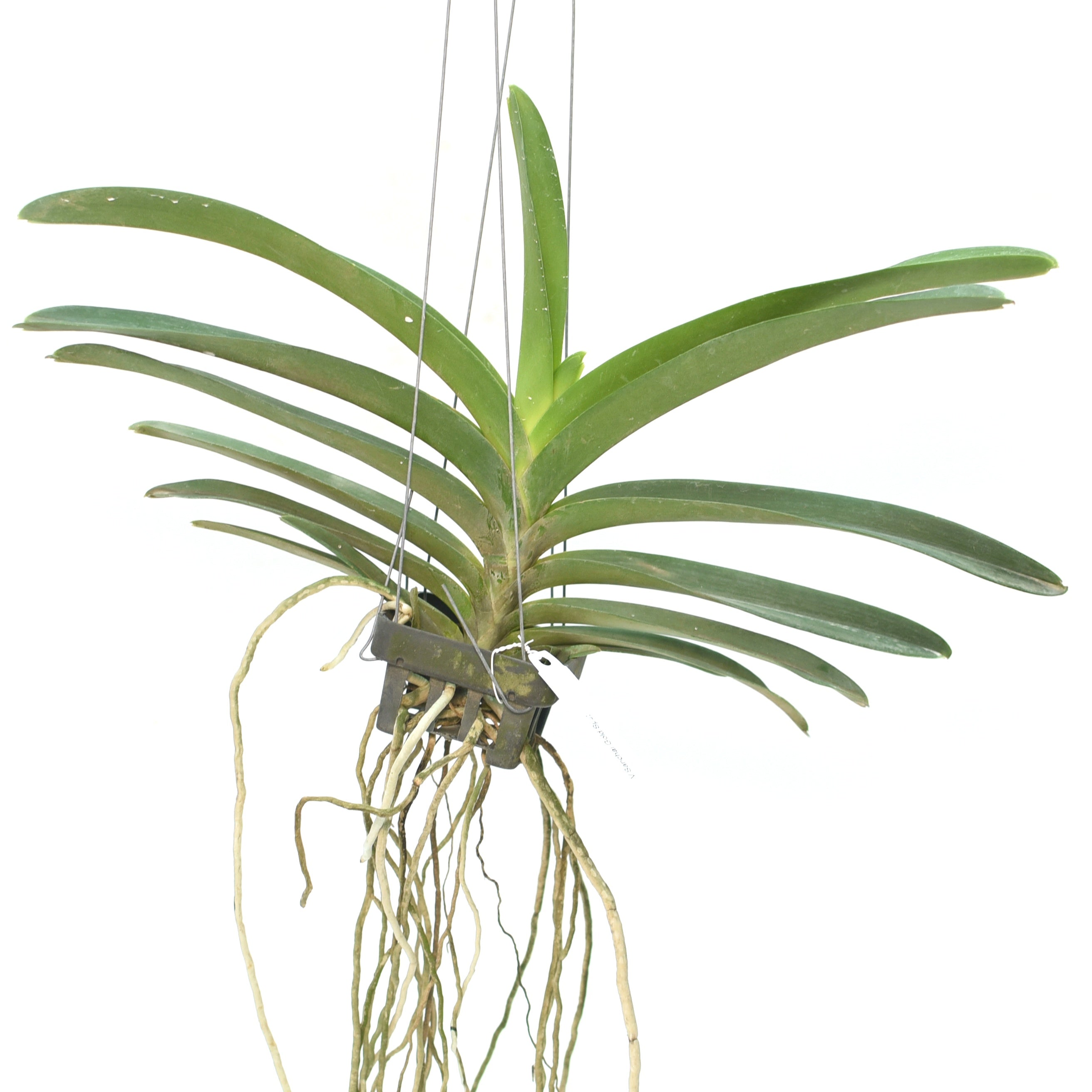 Vanda Sanchai Gold Spot healthy orchid plant with strap leaves and aerial roots growing in hanging open setup, healthy tropical Vanda orchid for Indian climate, balcony garden and orchid collection