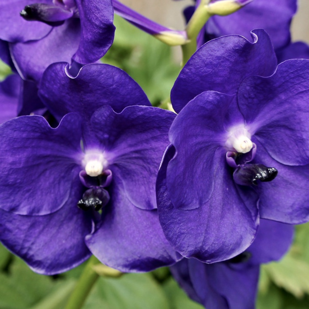 Vanda Tristar Blue x Manuvadee orchid flower featuring rich deep blue to royal violet petals with a smooth velvety finish and soft glowing white centre, large rounded bloom, exotic Vanda hybrid ideal for orchid collectors and indoor plant decor in India